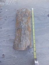 Terrarium Decor Reptile Habitat Walnut Bark With Lickens 10-12in. Long 4-5in. W