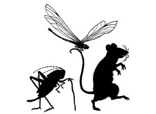 Mouse Dragonfly Cricket 2 pcs 3.25 Inch Black Fused Glass Decals