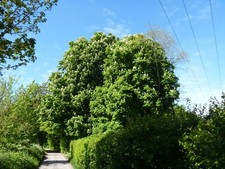 Foto A3 Kein Birnbaum Erlestoke Dieser schöne Rosskastanienbaum ist lo c2015