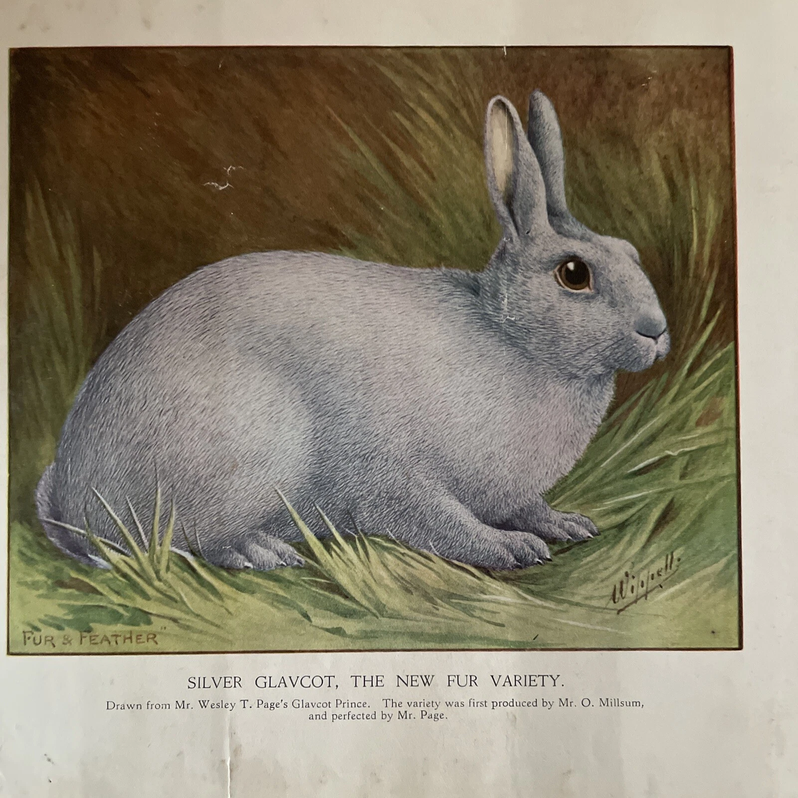 Silver Glavcot Print - Supplement Fur & Feather Rabbits Rabbit Keeping Magazine - Picture 1 of 4