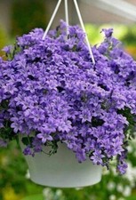 Campanula Persicifolia Blue | 300+ Seeds | Bees | Baskets l | Same Day Dispatch