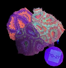 WYSIWYG 3-Pack Acan Coral Live Coral for Reef Saltwater Aquarium