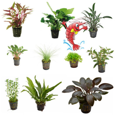 potted aquarium plants