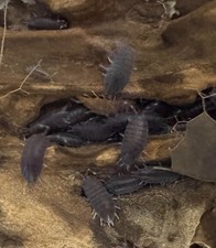    Powder Blue Isopods 50 Count-Fast Breeding   Bioactive Clean Up Crew