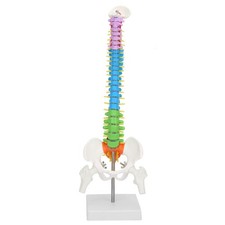 `New Colored Life Size Flexible Anatomical Human Skeleton Spine Model 45cm