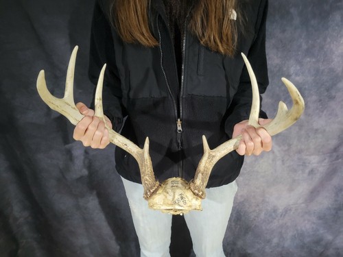Wild 8 Point Whitetail Deer Antler Rack Horn Skull Plate Decor Man Cave ...