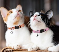 Breakaway Cat Collars Reflective Identification Collars with Bells 16 Pack