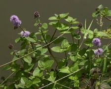 2 Wild Watermint Koi Pond Bog Water Garden Plants Aquatic Mint - Winter Hardy