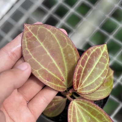 Hoya Macrophylla Red Jungle Plant
