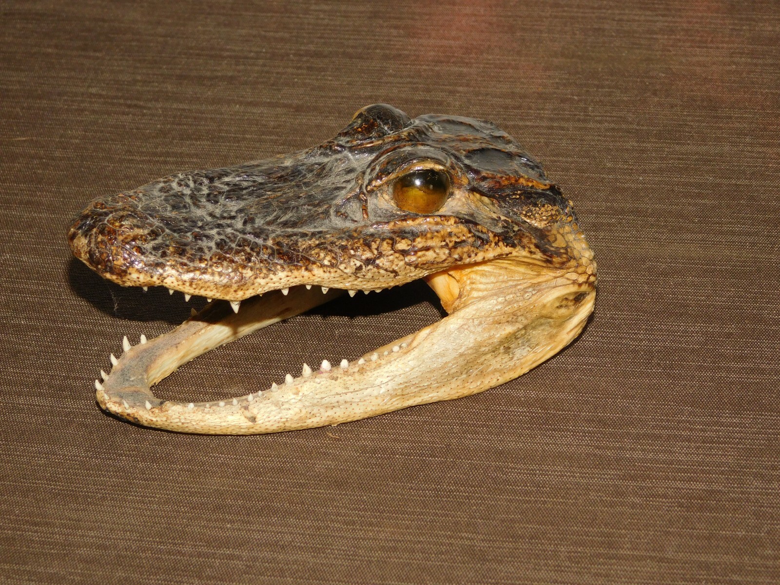  6" LONG REAL ALLIGATOR HEAD DESK DISPLAY PAPERWEIGHT