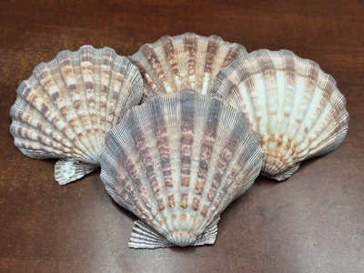 4 PCS PURPLE LARGE LION PAW SCALLOP SHELL CRAFT DECOR 5'' - 6''