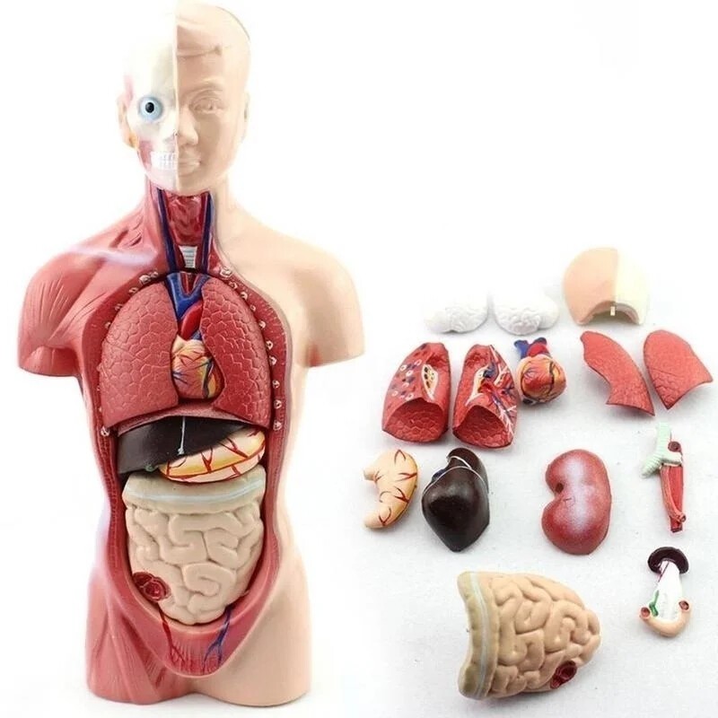 Skelett Körper-Actionfiguren Menschliches Organ-Modell Bildungswert Realistisch