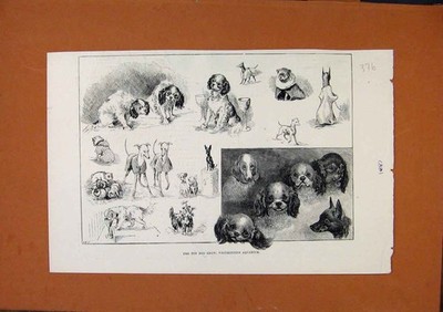 Original alter antiker Druck um 1887 Spielzeug Hundeausstellung Westminster Aquarium um 1887 19.