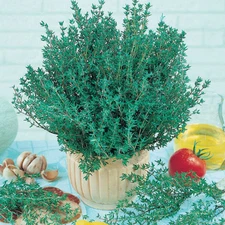 Winter Thyme: 700 seeds