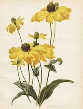 Rudbeckia nitida Cutleaf coneflower sun hat botany Robinson Litho