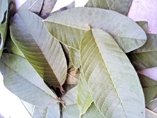 Ceylon Organic HomeGarden Fresh GUAVA LEAVES Natural Weight Loss Tea, 50Leaves
