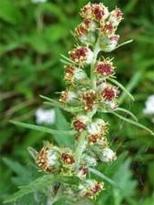 Artemisia vulgaris  Common Mugwort  Sailor's Tobacco  Felon Herb  20 Seeds