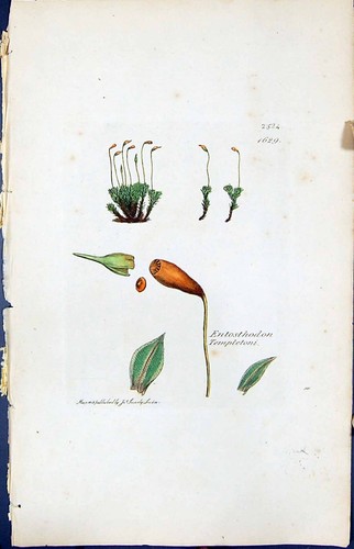 Old Print Entosthodon Templetoni British Plants Botany 1847 Sowerby Smith 19th