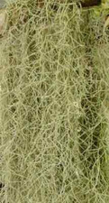 Live Spanish Moss for Craft Projects/Flower Arranging 2 lbs.
