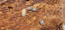 40 Live Milkback Isopods Porcellio Laevis 