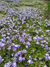 (6) Purple Mazus Reptans - 5in+ Live Perennial Flowering Ground Cover 🌱🌸