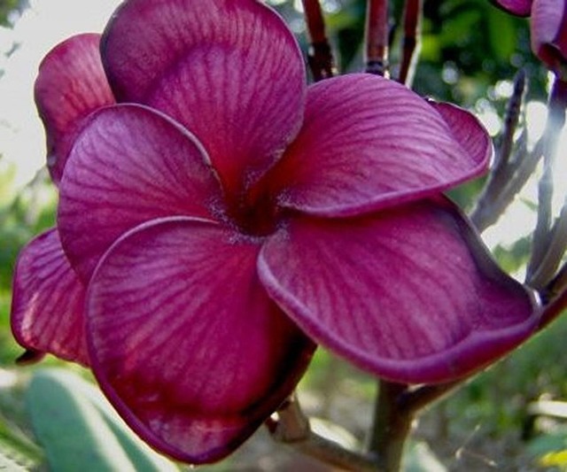 Purple Hawaiian Flowers Best Flower Site