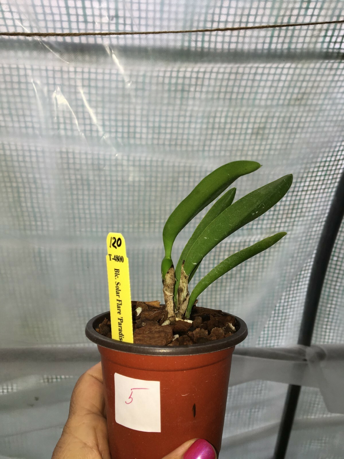 avigo solar flare bike