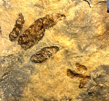RARE 2 DINOSAUR FOSSIL FOOTPRINT TRACKS BABY GRALLATOR FOSSIL NJ 200 MYO