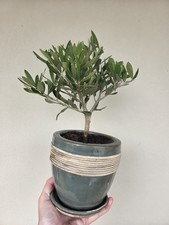 Bonsai Olivier