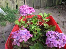 3 HYDRANGEA Plants, 1  year cuttings.