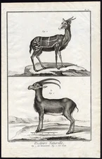 Antique Print-ALPINE IBEX-BUSHBUCK-ANTELOPE-Martinet-Diderot-1751