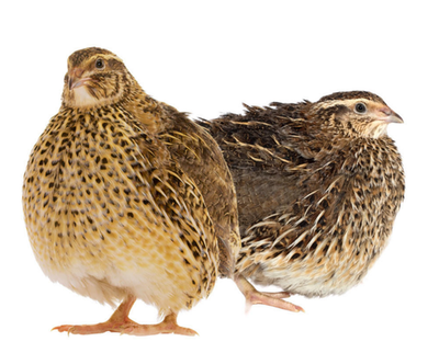 #ad 15 Georgia Giant Jumbo Coturnix Quail Hatching Eggs NPIP AI Free $28.00