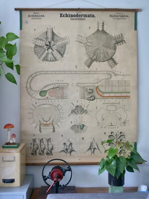 VINTAGE | SCHOOL WALL MAP ECHINODERMATA.  | DR.LEUCKART | SCHOOL WALL CHART