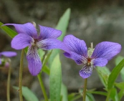リピーター☘️ビオラ様30:30 25+ Viola Mandashurica / Japanese Viola / Perennial Flower Seeds