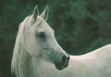 Pretty Arabian horse foreign postcard