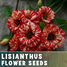 Starling Lisianthus Seeds - 100 Seeds Garden Bloom Flower Seed Non Gmo