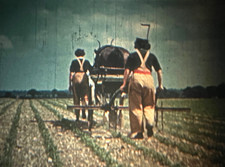 16mm Kodachrome WW2 Silent Film: 'PP Flea Beetle Dust ' (1940s)