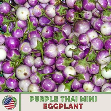 20 Purple Thai Mini Eggplant Seeds, Solanum macrocarpon, Non-GMO, Genuine USA