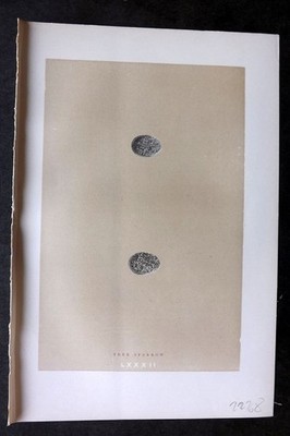 Morris 1896 Antique Bird Egg Print. Tree Sparrow 82