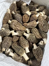 Fresh Farm Raised Morel Mushrooms/PER POUND 