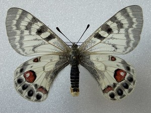 PARNASSIUS CHARLTONIUS PLATON FEMALE, TADJIKISTAN, VERY RARE!
