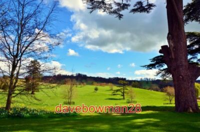FOTO SHERBORNE CASTLE GELÄNDE DER BAUM RECHTS WURDE AUS DER TÜRKEI IMPORTIERT O