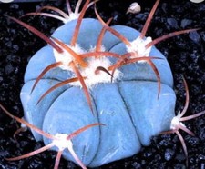 Echinocactus horizonthalonius SEEDS -  - SEMI Testa di turco | Cactus del diavol