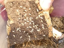 Dwarf White Isopods Bioactive Cleanup Crew