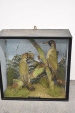 Antique Victorian Taxidermy European Green Woodpecker Pair in Display Case