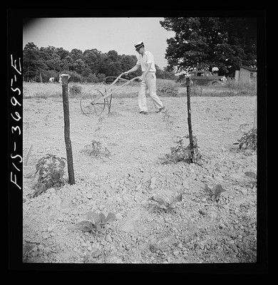 Photo:Greenbelt Maryland 1942 Man Cultivating Garden Plot Victory Garden