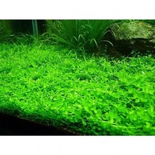 Micranthemum Monte Carlo BEAUTIFUL CARPET PLANT HEALTHY AQUARIUM PLANT AQUATIC