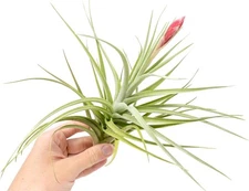 Tillandsia Leonamiana Air Plant - Easy Care Live Indoor Outdoor House Decor