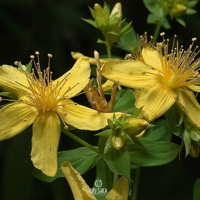 Hypericum perforatum 1000+ Stück frische Samen, Johanniskraut Kräutersamen
