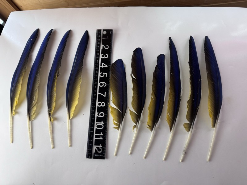 Blue and Gold Macaw feathers